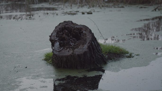 被污染河道的木桩