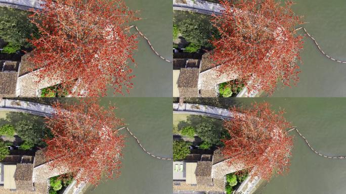 航拍广州英雄树木棉花盛开4K画质