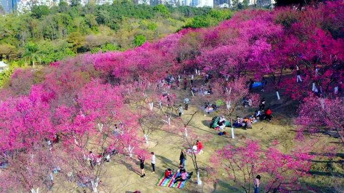 航拍广西首府绿城南宁 春天樱花盛开的季节