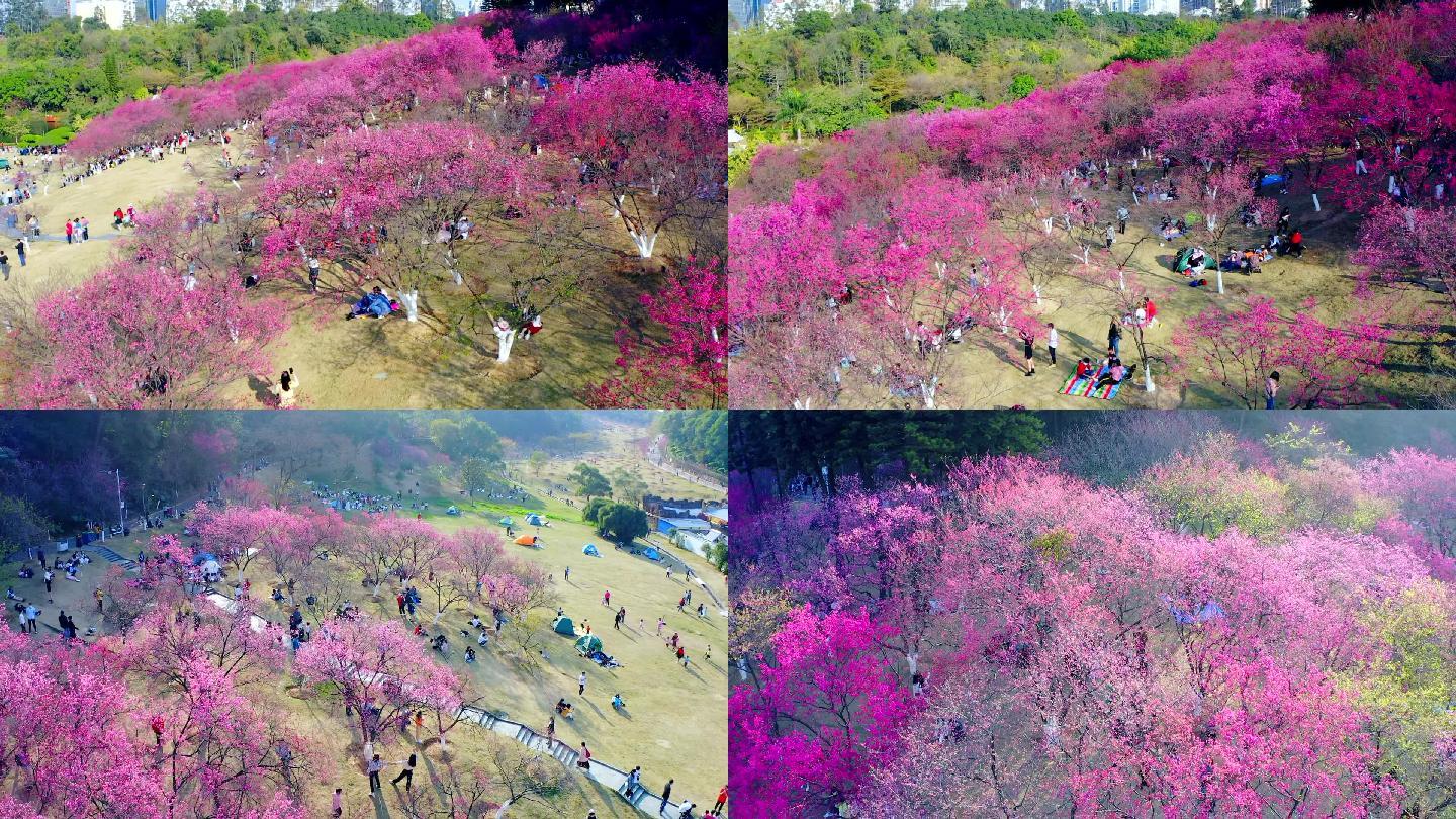 航拍广西首府绿城南宁 春天樱花盛开的季节