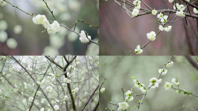 梨花李子花花枝鲜花