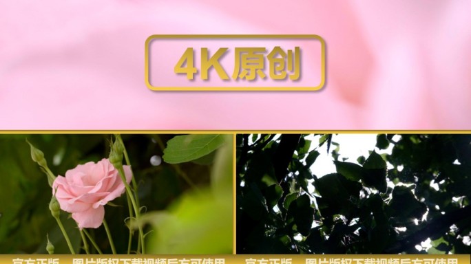 油菜花森林花朵树木 自然青山绿水