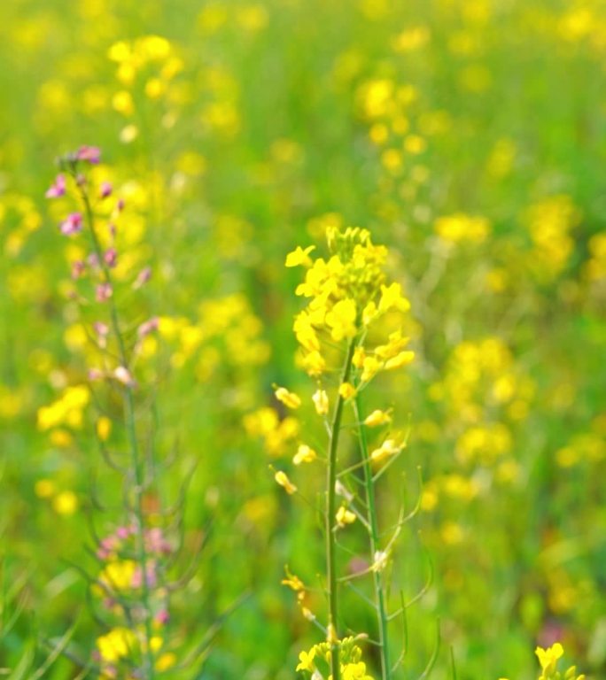 竖屏素材  油菜花