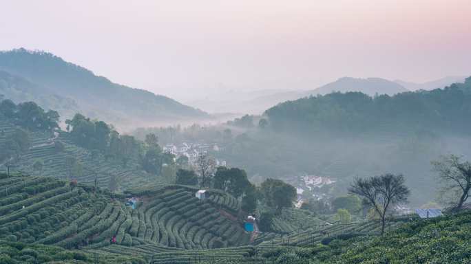 翁家山茶叶地