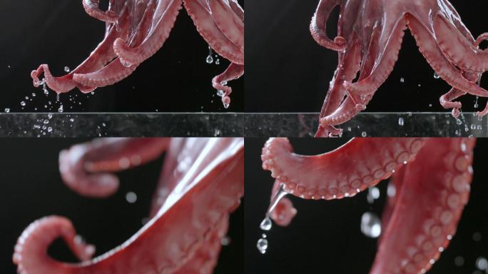 鲜活大章鱼八爪鱼