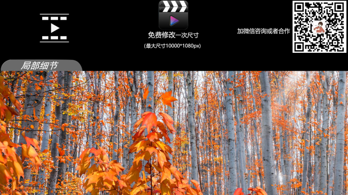 8K枫树环幕全息投影视频素材