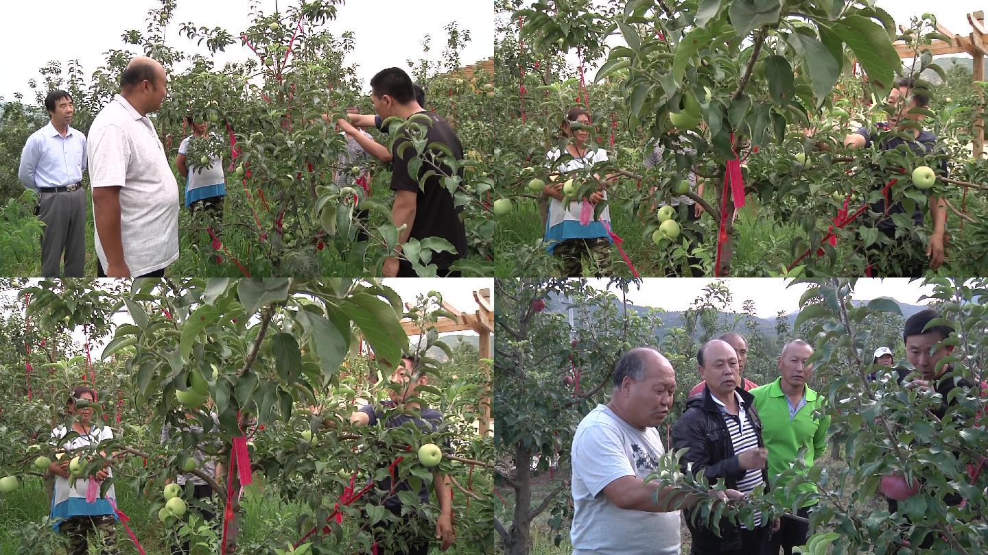 农民和专家学习苹果种植技术农业技术推广