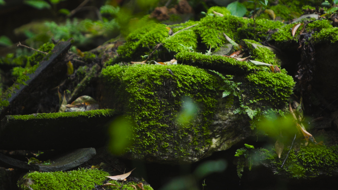 苔藓 青苔 4K素材