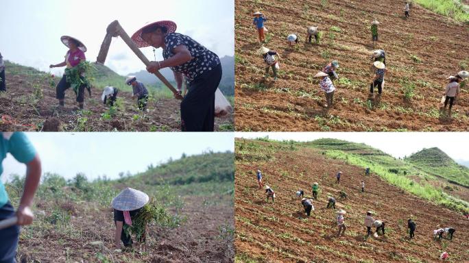 【4K】村民劳作 湘西种红薯 大山种地