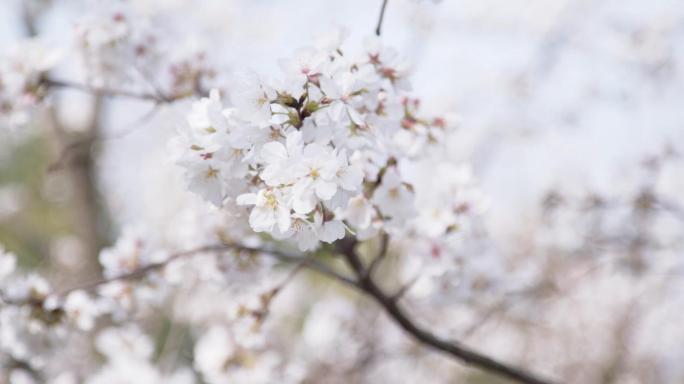 燕子矶公园樱花 春天 五马渡 樱花