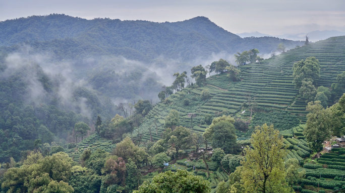 茶山茶园云雾缭绕空境延时