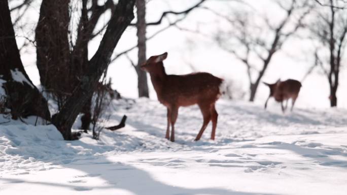 东北冬季野生动物小鹿雪地升格实拍