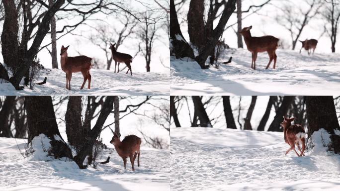 东北冬季野生动物小鹿雪地升格实拍