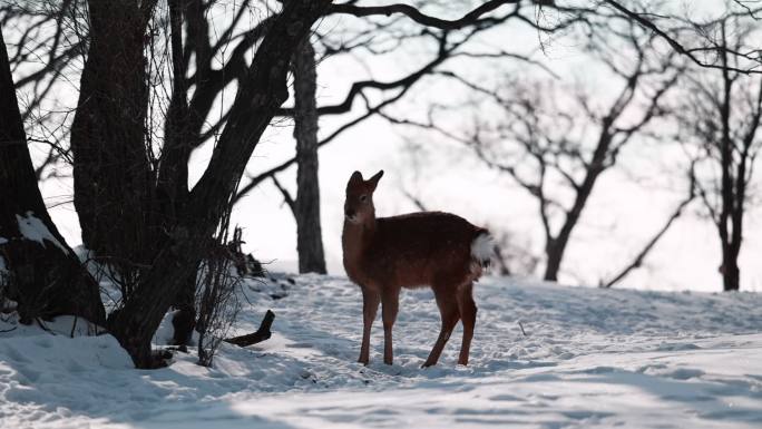 东北冬季野生动物小鹿雪地升格实拍