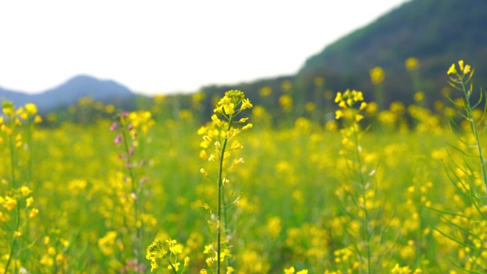 蜜蜂与油菜花