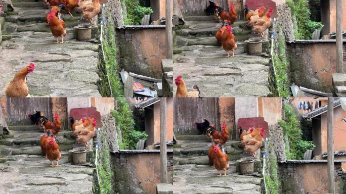上林鼓鸣寨乡村生活家养土鸡家禽