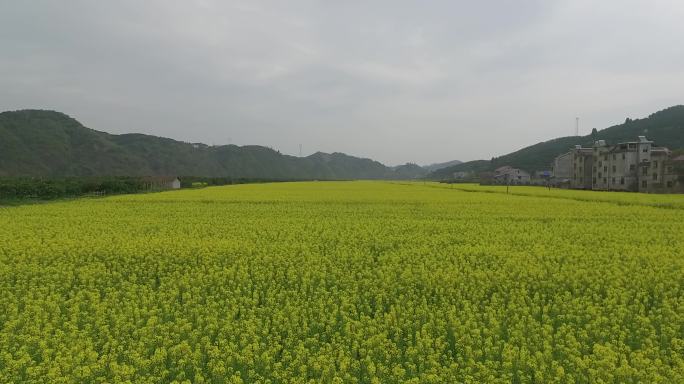 万亩油菜花田航拍