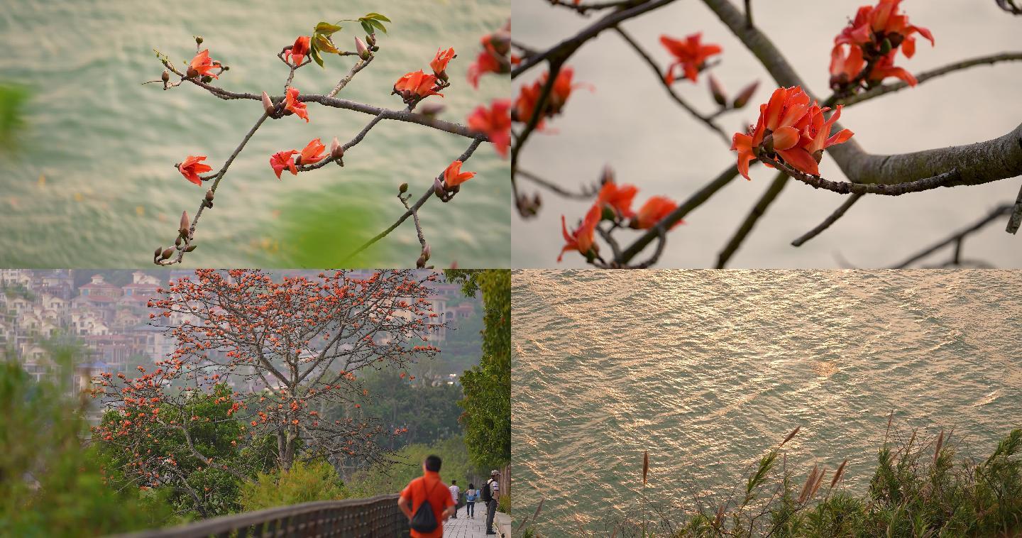 邕江边上的红木棉花