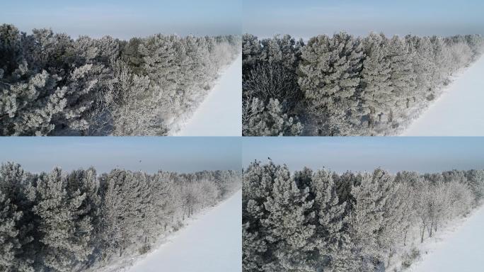 航拍 冬季 北方 树挂 雾凇 田野 林带
