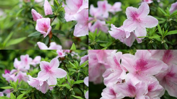 雨天杜鹃花