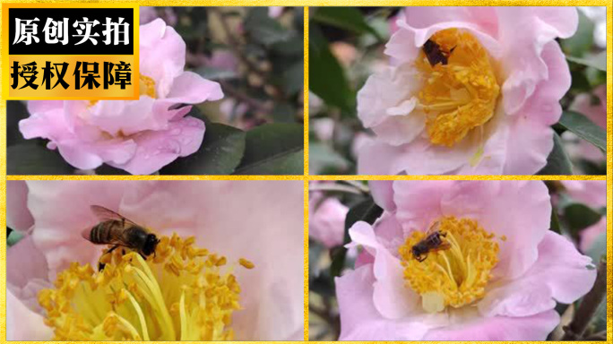 实拍蜜蜂采花
