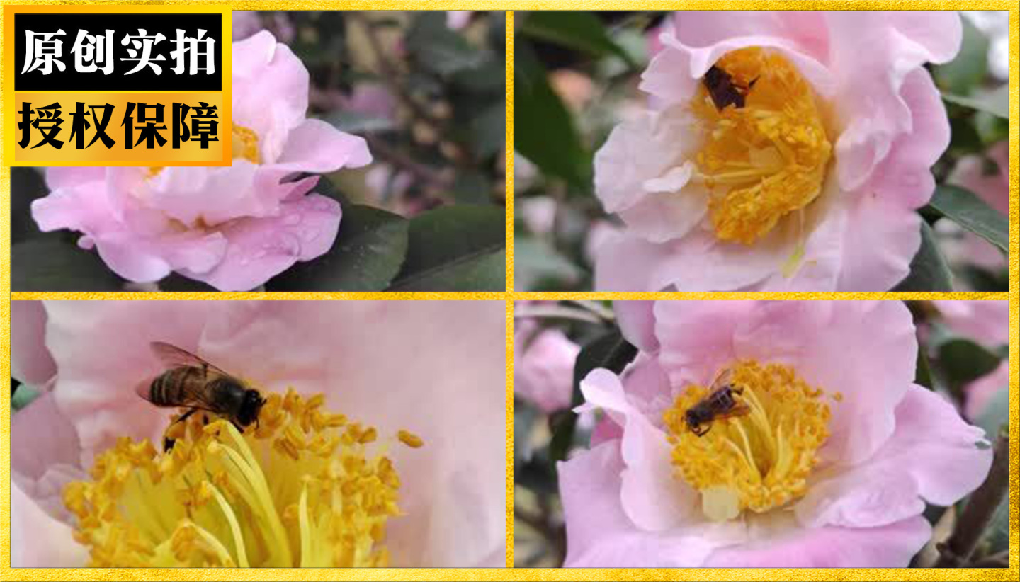 实拍蜜蜂采花