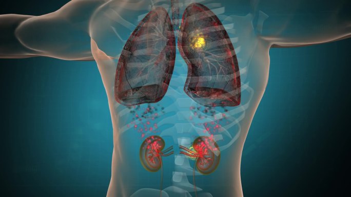两药灸芯同时对肺肾来协助肾对肺的纳气功能