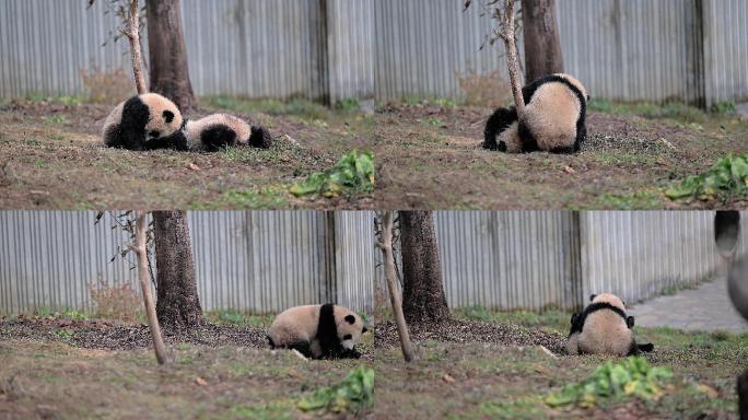 一起打闹玩耍的大熊猫幼崽
