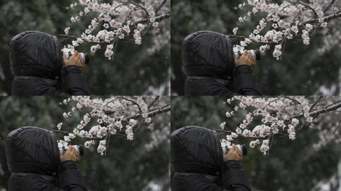 雪中拍桃花
