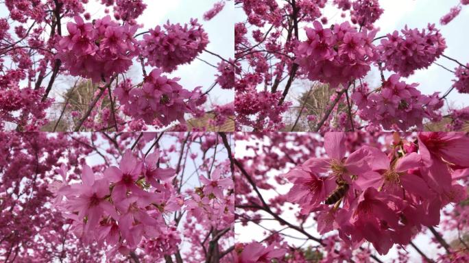 春天蜜蜂与樱花