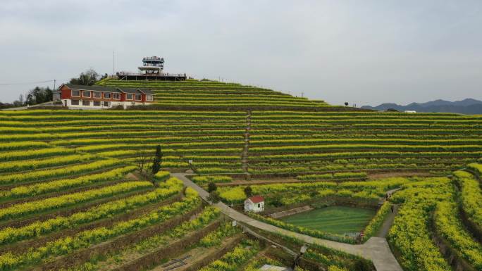 航拍杭州富阳黑山顶梯田油菜花海