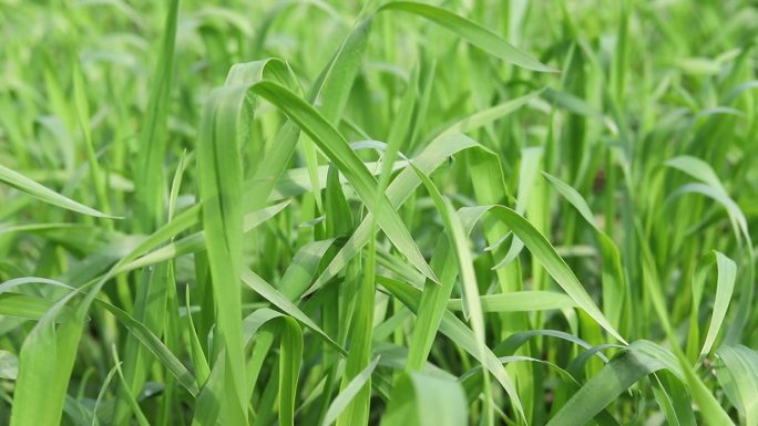 春天绿色的小麦麦苗