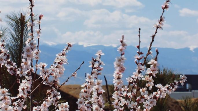 五台山 北山 雪山 桃花 繁峙