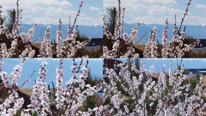 五台山 北山 雪山 桃花 繁峙