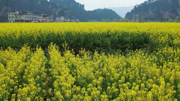 航拍古蔺县双沙镇油菜花基地