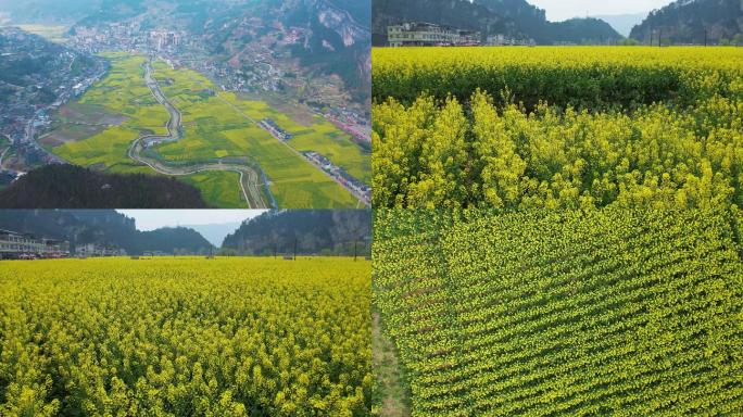 航拍古蔺县双沙镇油菜花基地