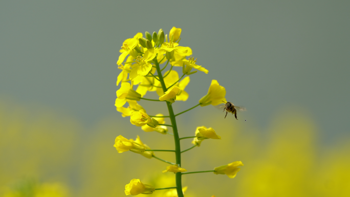 油菜花 蜜蜂