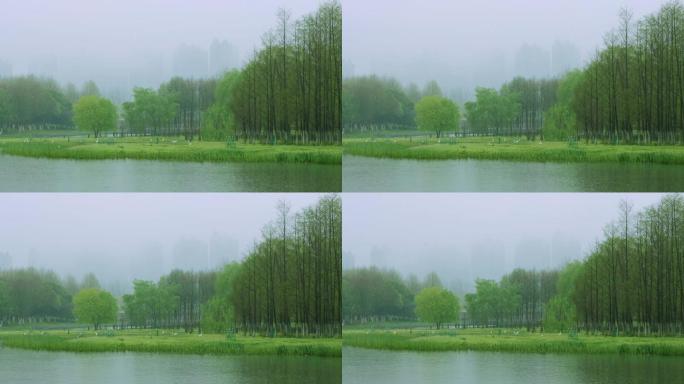 意境雨景，唯美雨景空镜头，湿地候鸟栖息地