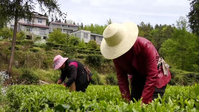 明前茶茶园