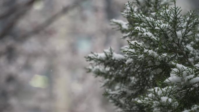 春天雪景中的桃花