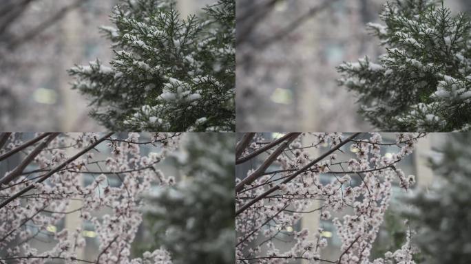 春天雪景中的桃花