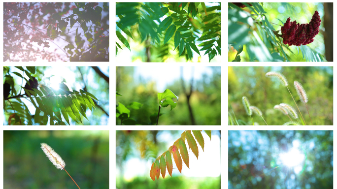 阳光 树叶 唯美 空镜头 意境 植物