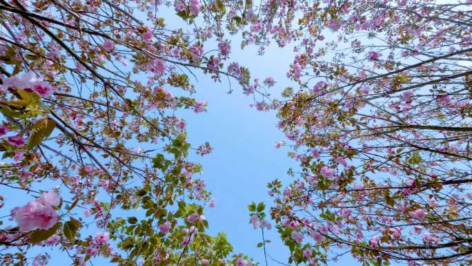 樱花 樱花林 樱花素材