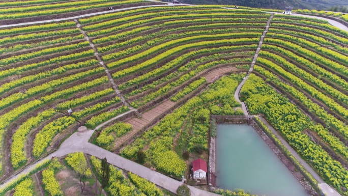 航拍杭州富阳黑山顶梯田油菜花海