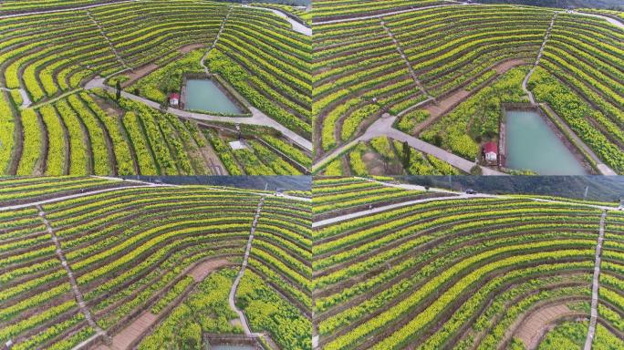 航拍杭州富阳黑山顶梯田油菜花海