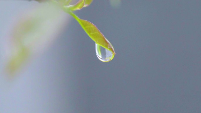 树叶树枝上的水滴雨滴