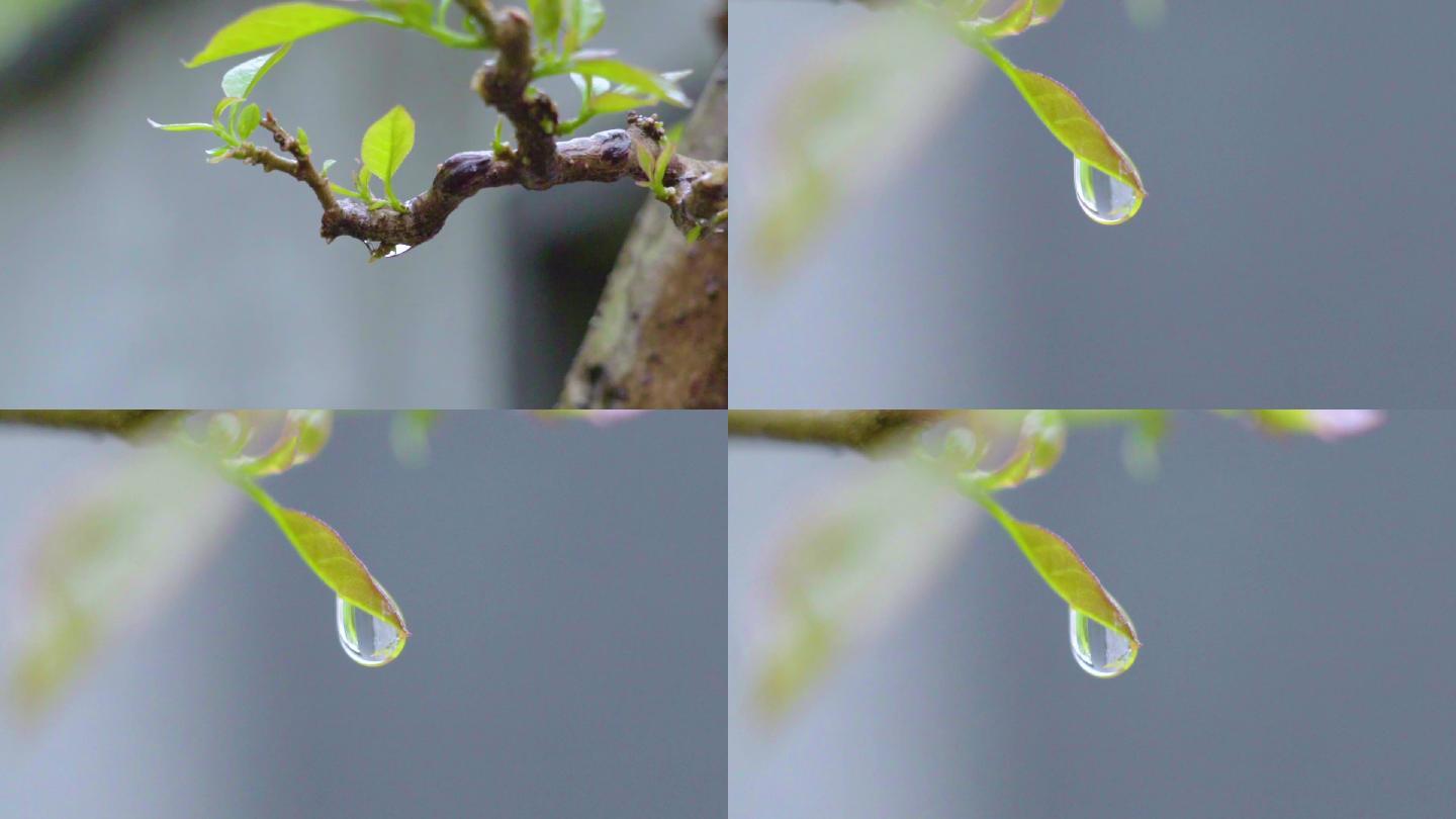 树叶树枝上的水滴雨滴