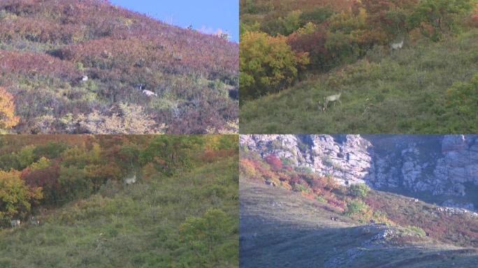 野生动物鹿狍子在山中森林里穿梭生态保护