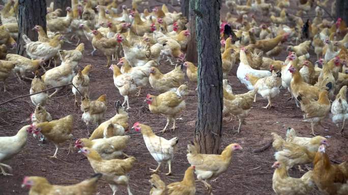 乡村生态养鸡场，鸡群吃食