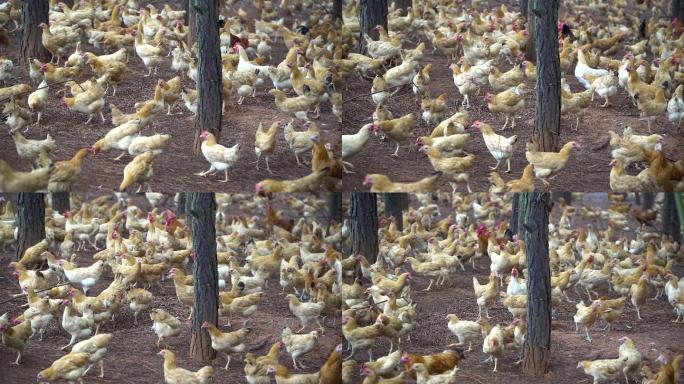 乡村生态养鸡场，鸡群吃食